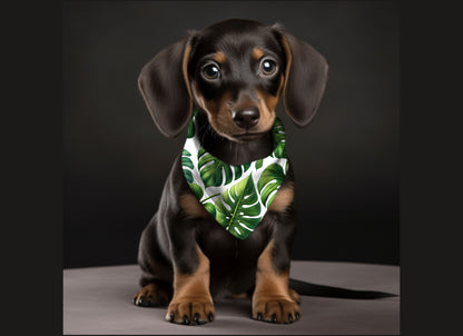 Dog Bandana-Swiss Cheese Plant