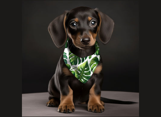 Dog Bandana-Swiss Cheese Plant